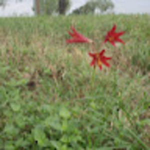 Meet your Posher, Thadra